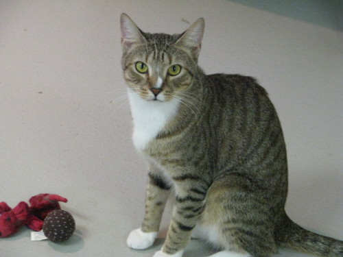 Flower, an adopted Tabby Mix in McDonough, GA_image-1
