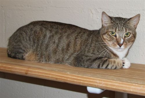 Flower, an adopted Tabby Mix in McDonough, GA_image-2