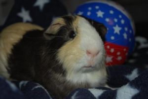 Guinea Pigs