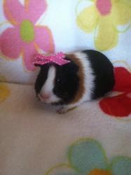 Guinea Pigs, an adopted Guinea Pig Mix in Willingboro, NJ_image-2