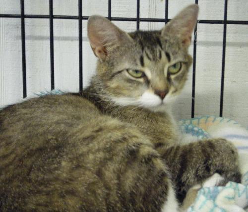 Nessie, an adoptable Domestic Short Hair in Lake George, NY, 12845 | Photo Image 1