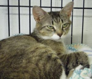 Nessie, Adult Female unknown