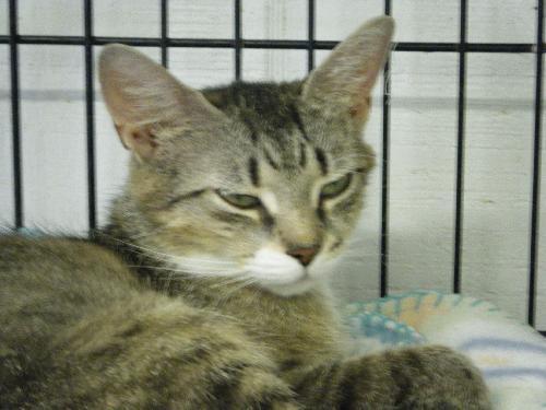 Nessie, an adoptable Domestic Short Hair in Lake George, NY, 12845 | Photo Image 2