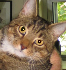 Garfield, an adopted Tabby Mix in Nashville, TN_image-2