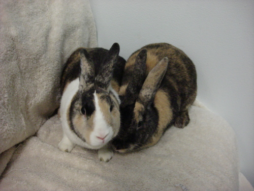 Jenny & Bella