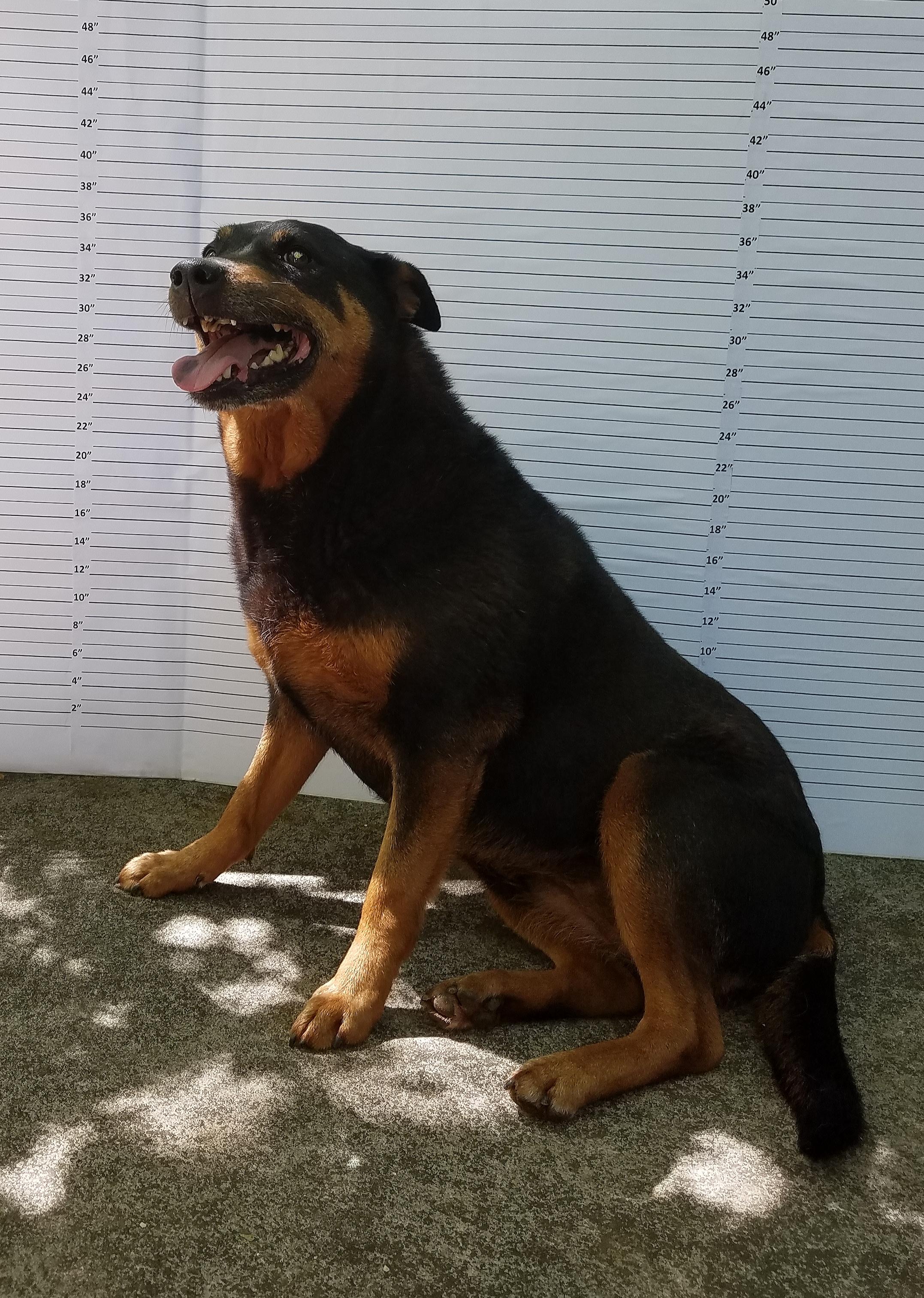 Jackie, an adoptable Doberman Pinscher, Jack Russell Terrier in Winnsboro, SC, 29180 | Photo Image 2