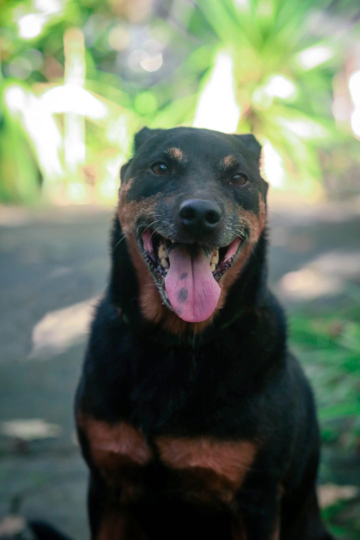 Doberman pinscher terrier hot sale mix