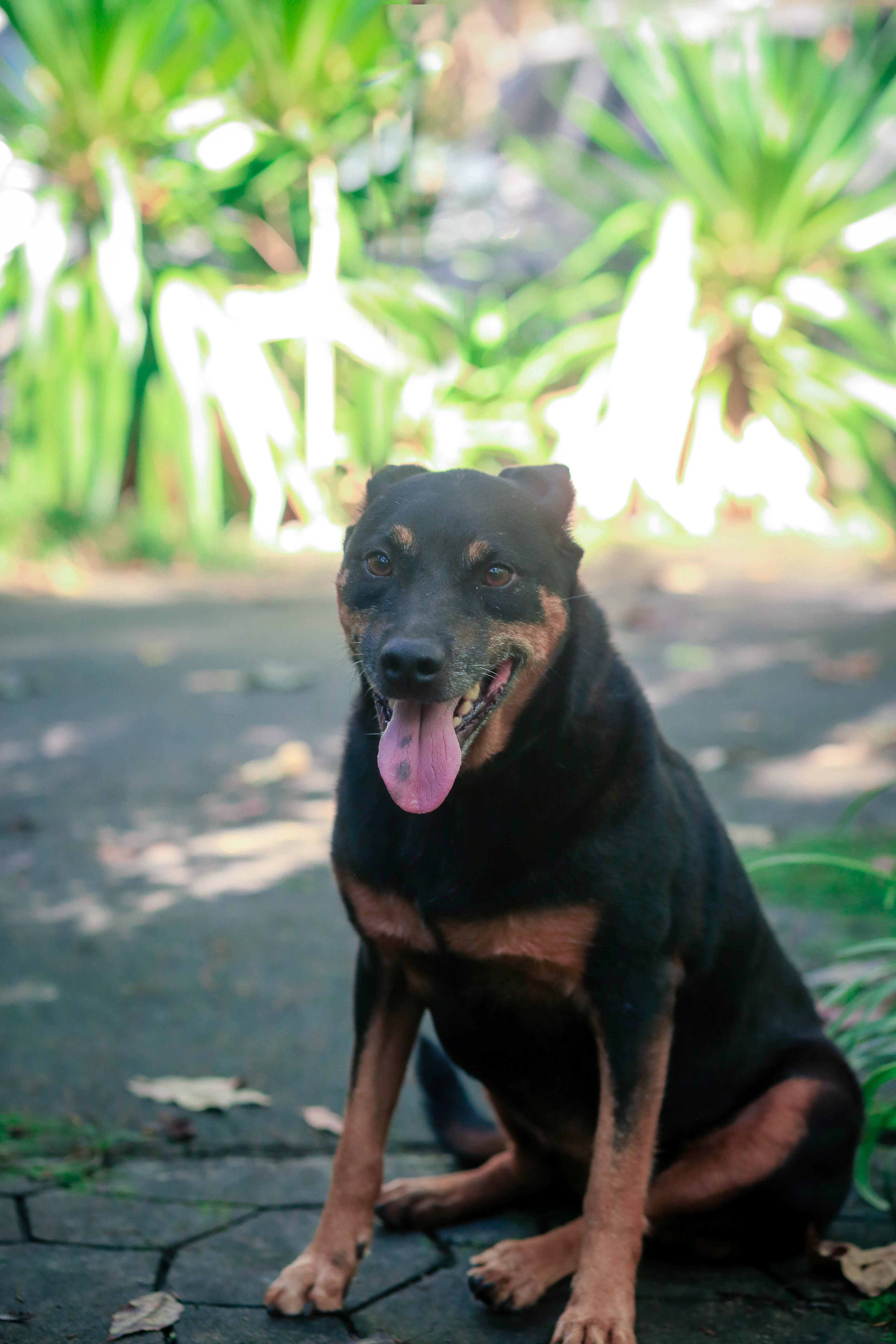 Jackie, an adoptable Doberman Pinscher, Jack Russell Terrier in Winnsboro, SC, 29180 | Photo Image 3