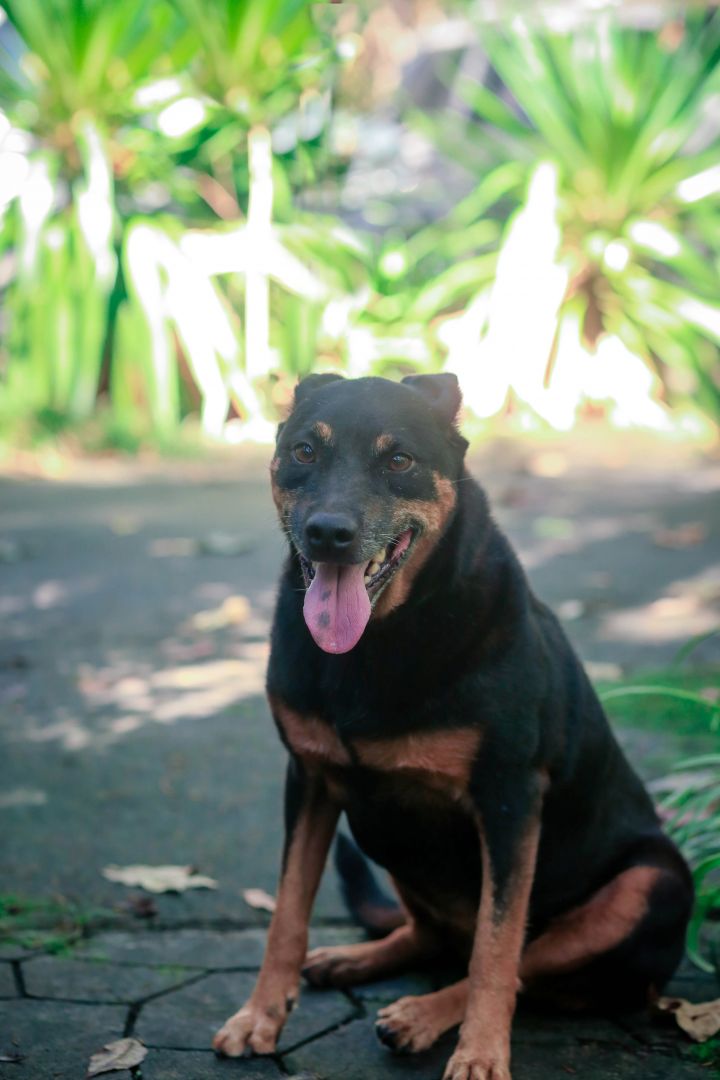 jack russell doberman mix