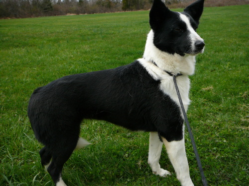 Breezy, an adopted Border Collie Mix in Chestertown, MD_image-2