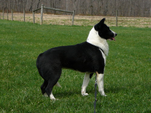 Breezy, an adopted Border Collie Mix in Chestertown, MD_image-3