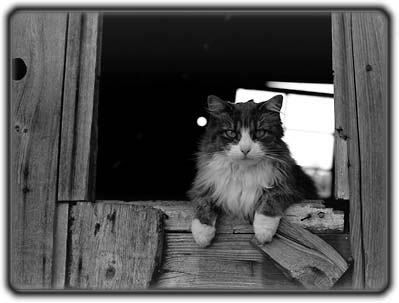 Barn Cats, an adoptable Tabby in Athens, OH, 45701 | Photo Image 1