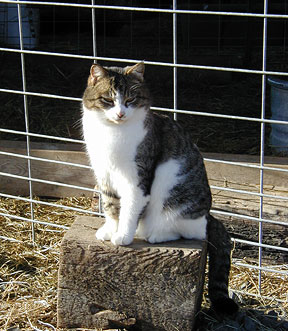 Barn Cats, an adoptable Tabby in Athens, OH, 45701 | Photo Image 2