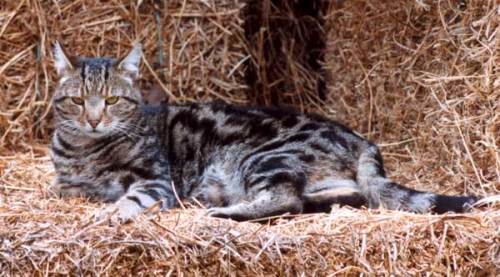 Barn Cats, an adoptable Tabby in Athens, OH, 45701 | Photo Image 3