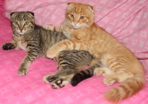 Nessie & Nevin (M) 1