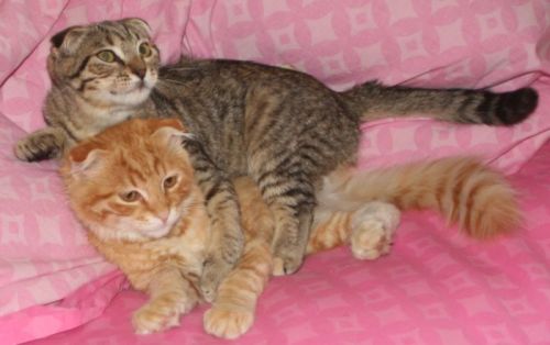 Nessie & Nevin (M) 2