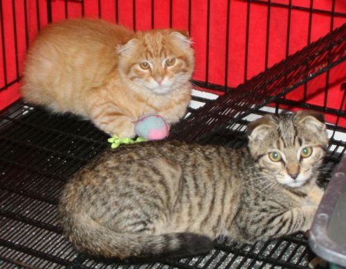 Nessie & Nevin (M) 3