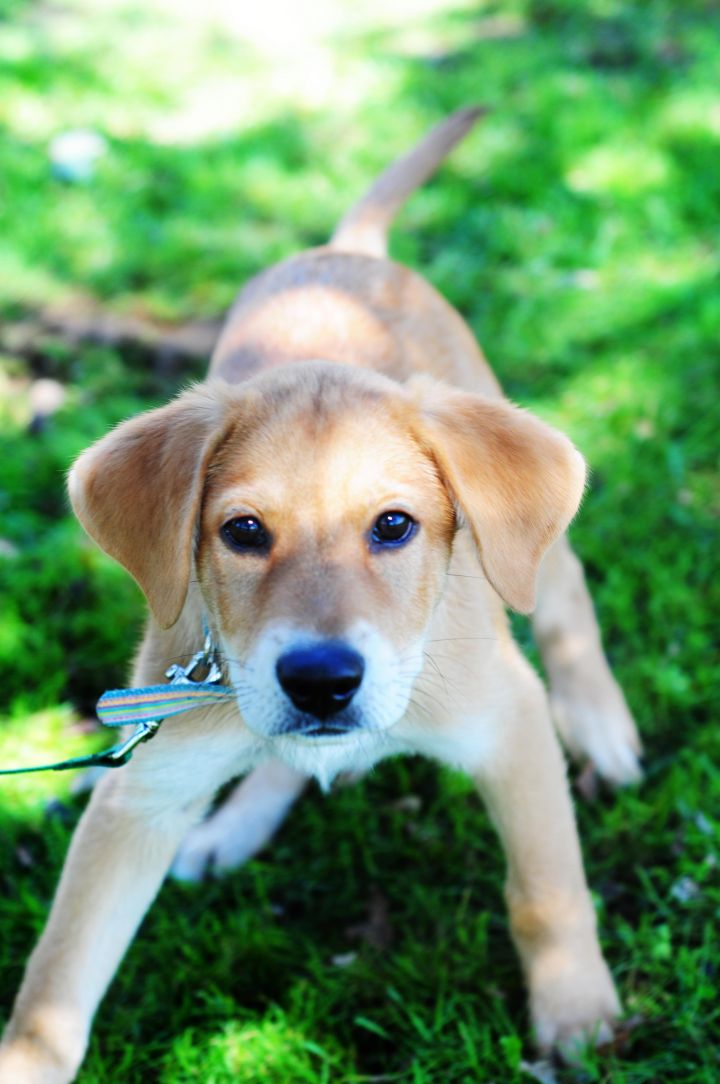 Foster Homes Needed (THIS DOG NO LONGER AVAIL), an adoptable Labrador Retriever & Shepherd Mix in Haverhill, MA_image-1