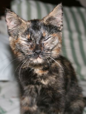 CoCo