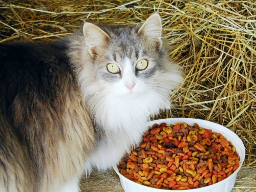 Barn Cats-Male/Fem, an adoptable Tabby Mix in Blairsville, GA_image-1