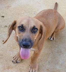 Kami, an adoptable Dachshund, Basset Hound in Floresville, TX, 78114 | Photo Image 2