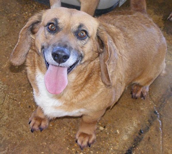 Kami, an adoptable Dachshund, Basset Hound in Floresville, TX, 78114 | Photo Image 1