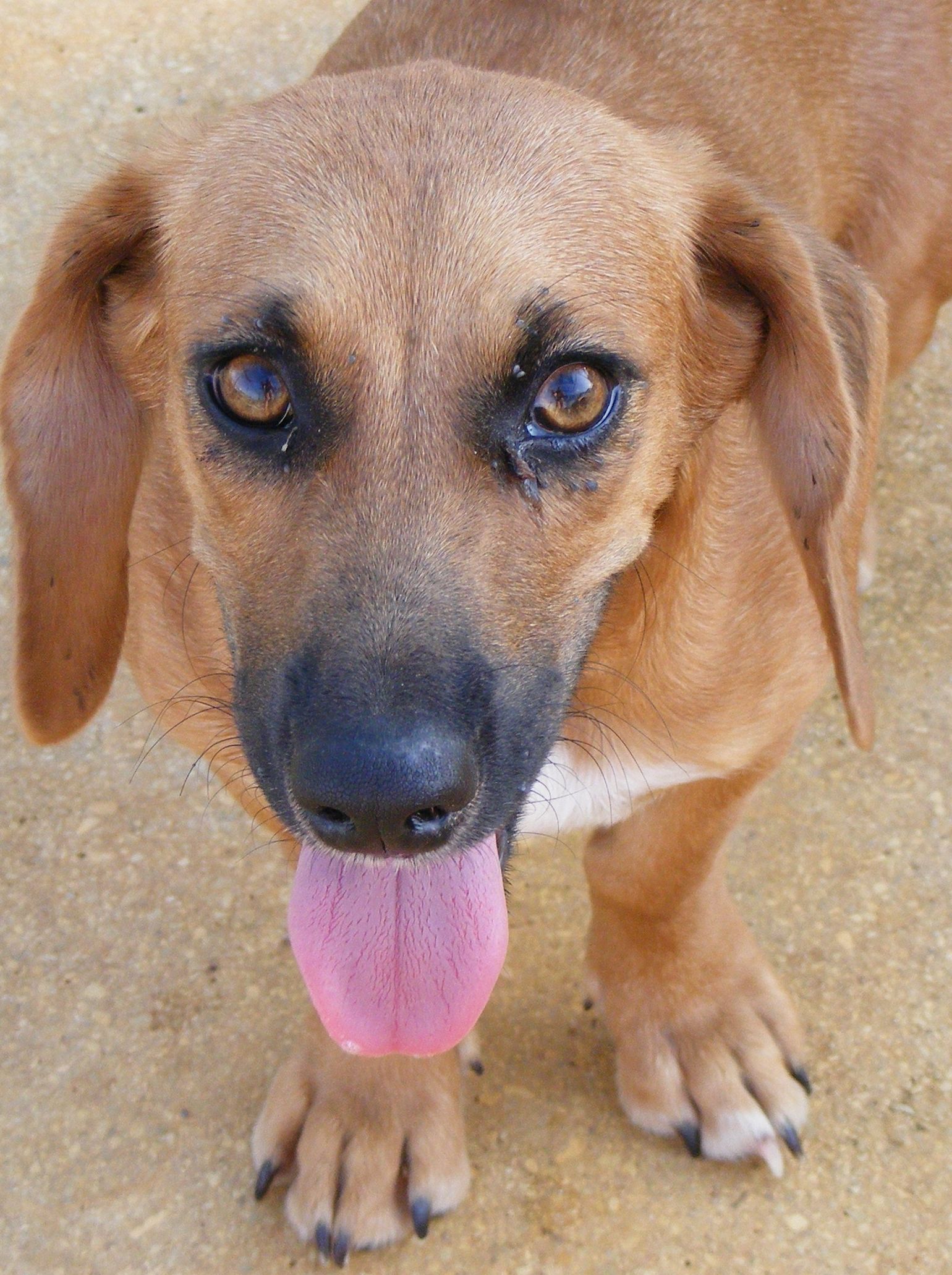 Kami, an adoptable Dachshund, Basset Hound in Floresville, TX, 78114 | Photo Image 3