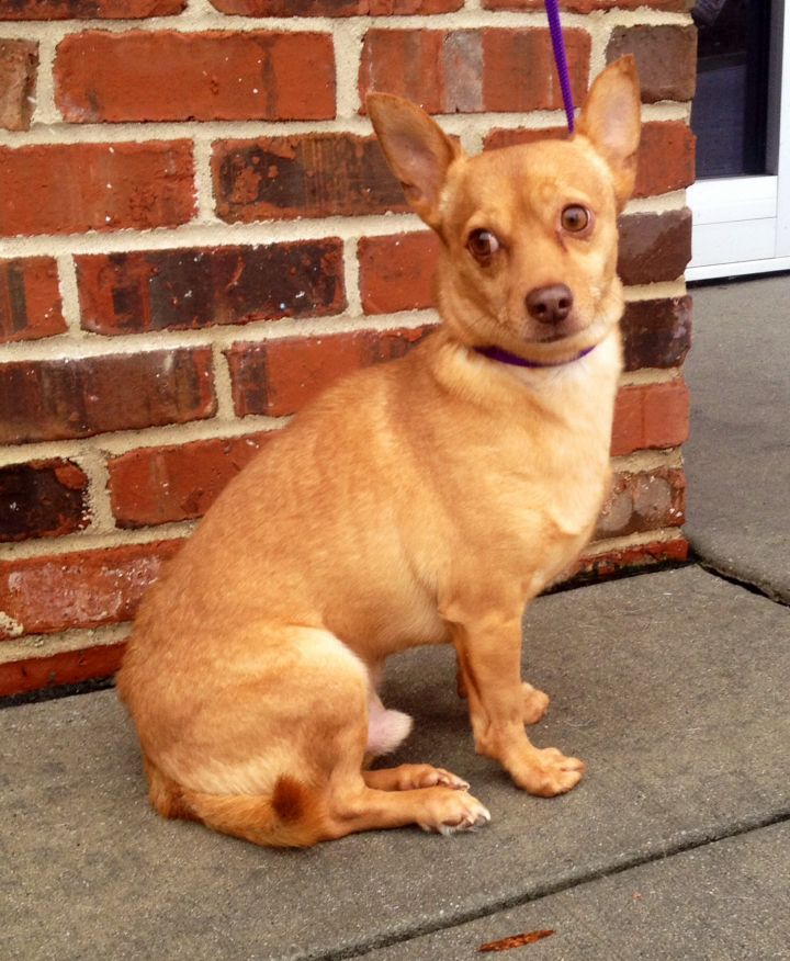 Dog for adoption Bobby 1, a Chihuahua Mix in Ladson, SC