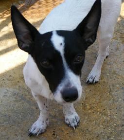 Striker, an adoptable Terrier in Floresville, TX, 78114 | Photo Image 2