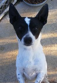Striker, an adoptable Terrier in Floresville, TX, 78114 | Photo Image 1