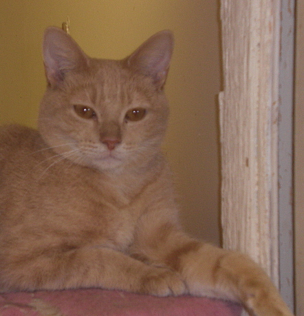 SOLOMON, an adopted Domestic Short Hair Mix in Beatrice, NE_image-1