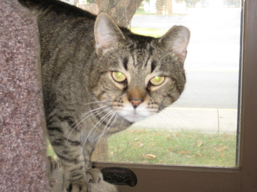 Barney, an adopted Tabby & Tiger Mix in Plain City, OH_image-2