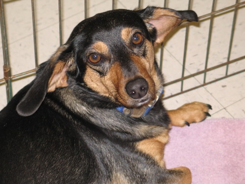 Linkin, an adopted Dachshund Mix in Rock Hill, SC_image-1
