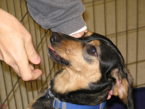 Linkin, an adopted Dachshund Mix in Rock Hill, SC_image-2
