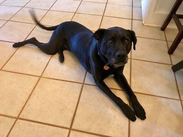 Zoey, an adoptable Black Labrador Retriever in Madison, AL, 35758 | Photo Image 1