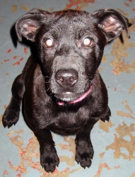Zoey, an adoptable Black Labrador Retriever in Madison, AL, 35758 | Photo Image 2