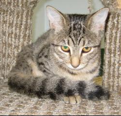 Sally, an adoptable Tabby in Corpus Christi, TX, 78414 | Photo Image 1