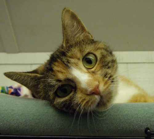 Cinnamon, an adoptable Calico in Lake George, NY, 12845 | Photo Image 1