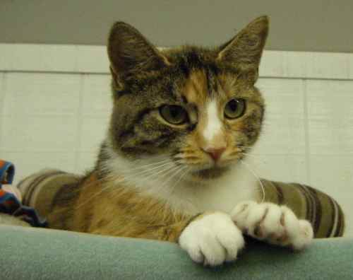 Cinnamon, an adoptable Calico in Lake George, NY, 12845 | Photo Image 2