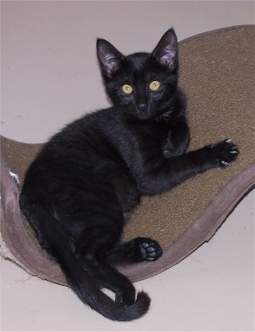 Panther, an adoptable Domestic Short Hair in Avonmore, PA, 15618 | Photo Image 1