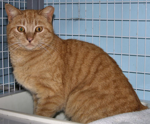 Rusty, an adopted Tabby & Domestic Short Hair Mix in Albany, NY_image-3