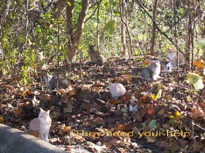 Barn Cats, an adoptable Domestic Short Hair in Hixson, TN, 37343 | Photo Image 1