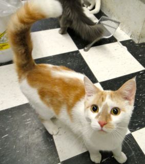 Cosmo, an adoptable Domestic Short Hair in Lake George, NY, 12845 | Photo Image 1