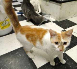 Cosmo, an adoptable Domestic Short Hair in Lake George, NY, 12845 | Photo Image 2