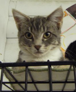 Lucy, an adoptable Domestic Short Hair, Tiger in Lake George, NY, 12845 | Photo Image 1