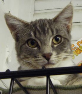 Lucy, an adoptable Domestic Short Hair, Tiger in Lake George, NY, 12845 | Photo Image 2