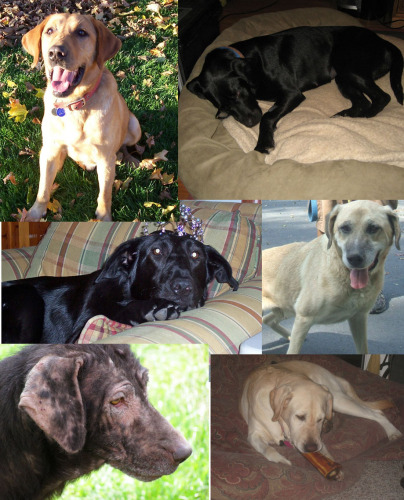 Foster Dog Blog, an adoptable Labrador Retriever in Warrington, PA_image-1
