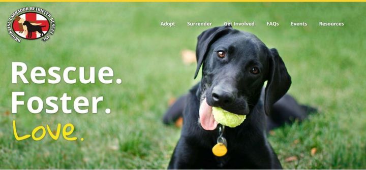 Foster Dog Blog, an adoptable Labrador Retriever in Warrington, PA_image-2
