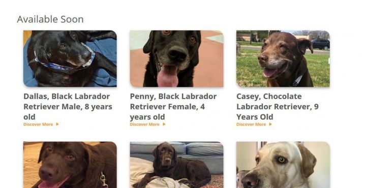 Foster Dog Blog, an adoptable Labrador Retriever in Warrington, PA_image-5