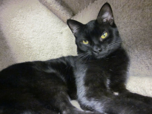 Knight, an adopted Domestic Short Hair in Margate, FL_image-1